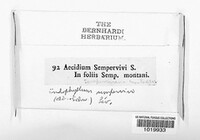 Endophyllum sempervivi image